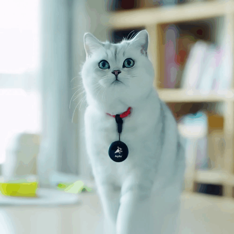 traceur gps animaux gratuit - tagbird