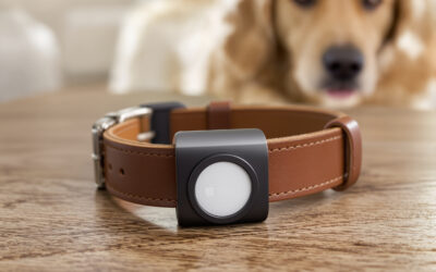 Airtag pour chien : alternative économique aux colliers gps